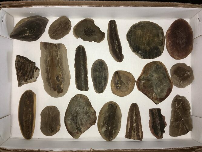 Clearance Lot: Mazon Creek Plant Fossil Nodules - Pieces #215268
